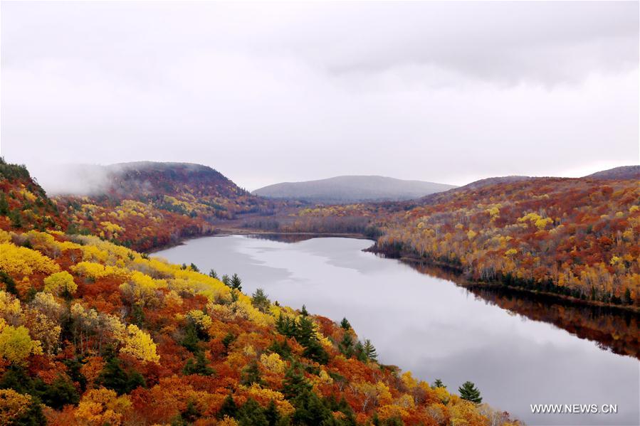 Photo taken on Oct. 21 shows maple leaves at Porcupine Mountain area of Ontonagon County, Michigan State, the United States. 