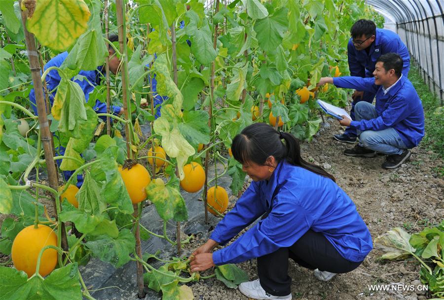 Mitsuo company has introduced many new fruit and vegetable varieties of high yields to local farmers. (Xinhua/Tan Jin)