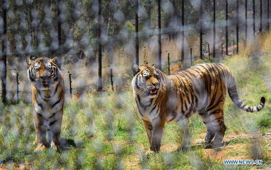 SOUTH AFRICA-BETHLEHEM-BIG CATS-PROTECTION