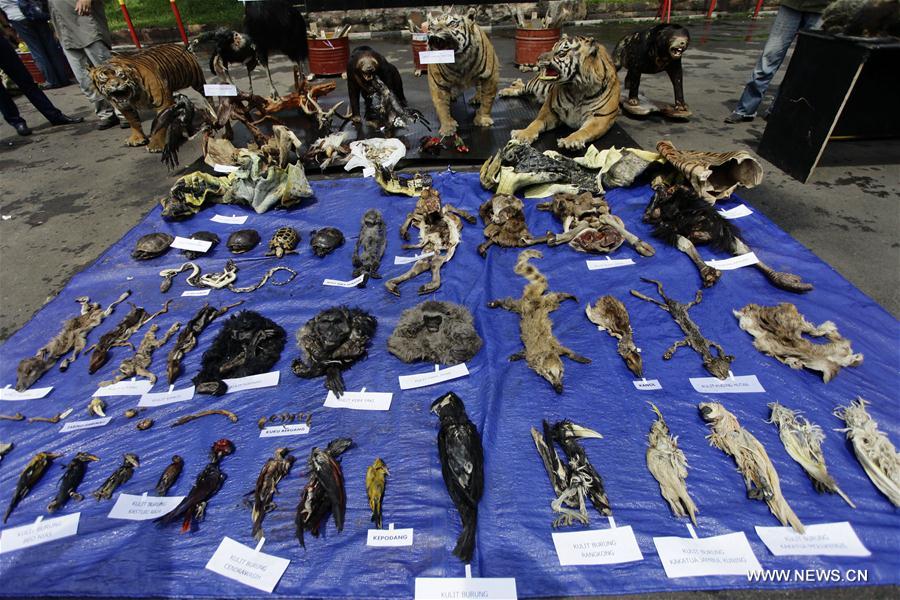 Photo taken on Nov. 1, 2016 shows the carcasses and skin of some endangered animals before being destroyed by Indonesian Police officers from West Java and Natural Resource Conservation Agency, in Bandung, West Java, Indonesia. (Xinhua/Banyu Biru)