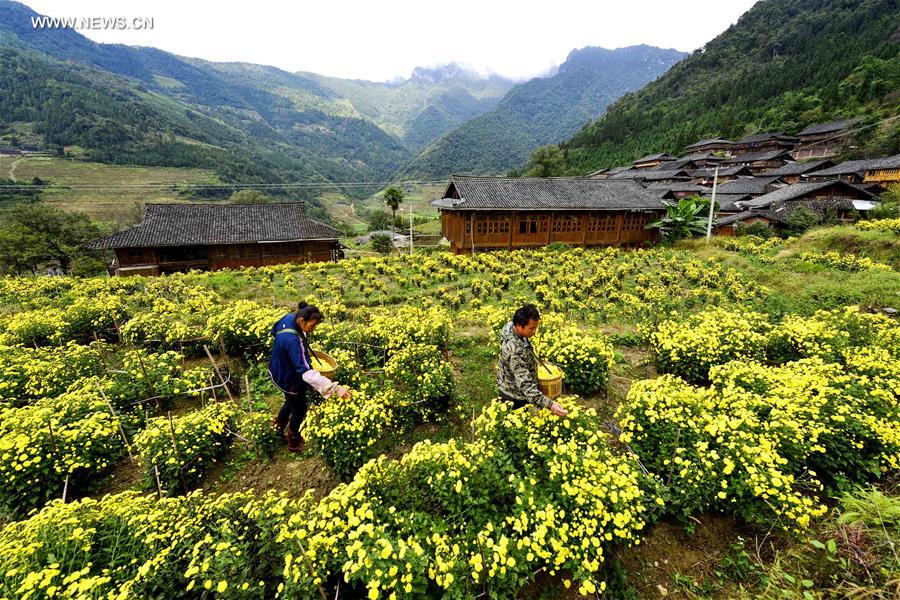 #CHINA-GUANGXI-FLOWERS-FIELDS (CN)