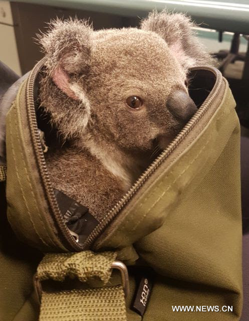 AUSTRALIA-QUEENSLAND-ARRESTED WOMAN'S HANDBAG-BABY KOALA