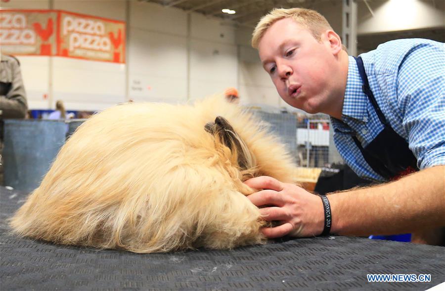 CANADA-TORONTO-AGRICULTURAL-FAIR-RABBIT-CAVY-POULTRY SHOW
