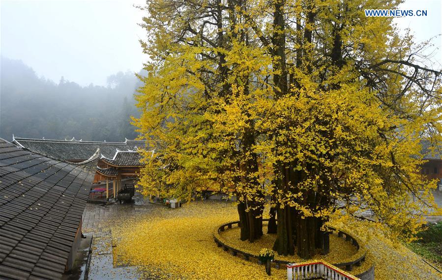 #CHINA-HUBEI-XUAN'EN-GINKGO TREE (CN)