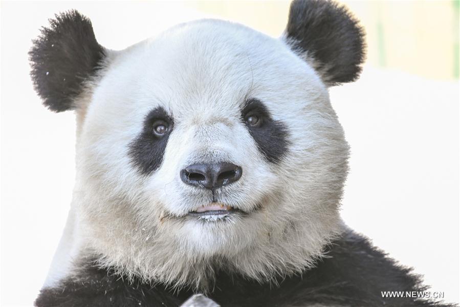Born in southwest China's warm Sichuan Province, the two adult pandas, 8-year-old You You and 10-year-old Si Jia, embraced their first freezing winter in northeast China. 