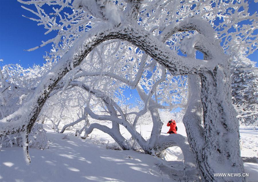 Photo taken on Nov. 28, 2016 shows the rime scenery at the Xianfeng Forest Park in Yanbian Korean Autonomous Prefecture, northeast China's Jilin Province.