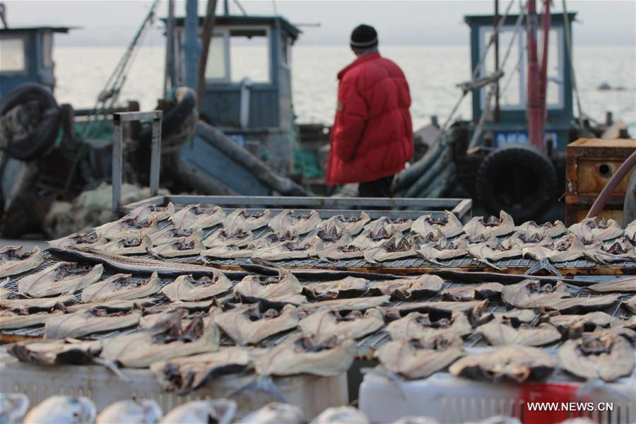 Photo taken on Nov. 30, 2016 shows the dried fish at Gangdong Port in Qingdao City, east China's Shandong Province.