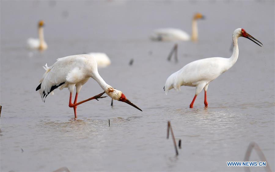 CHINA-POYANG LAKE-MIGRATORY BIRDS(CN)