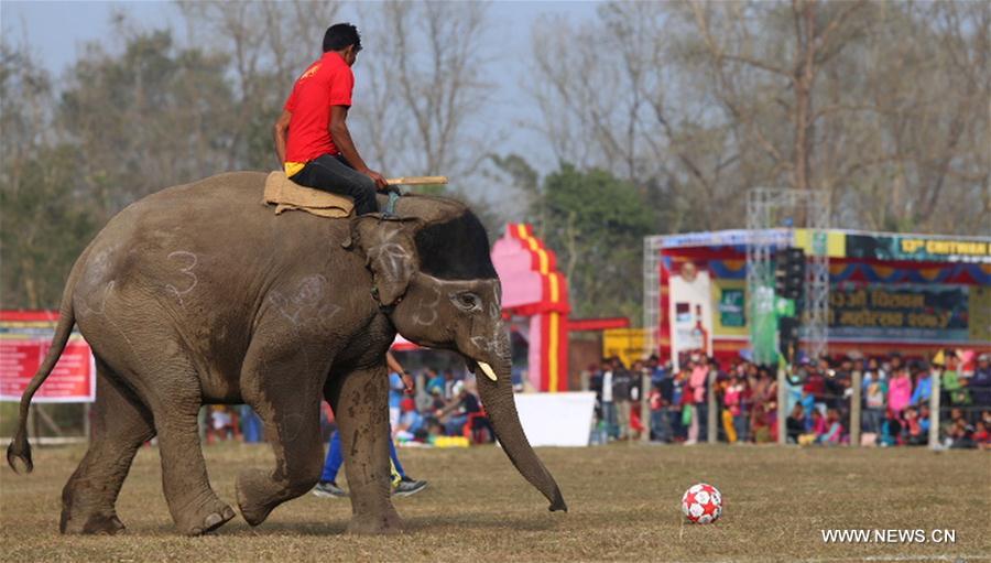 five-day Elephant Festival was organized by the Regional Hotel Association of Sauraha to promote tourism and raise awareness about wildlife protection