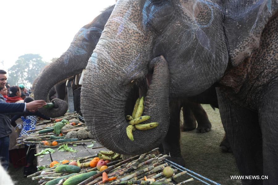 five-day Elephant Festival was organized by the Regional Hotel Association of Sauraha to promote tourism and raise awareness about wildlife protection