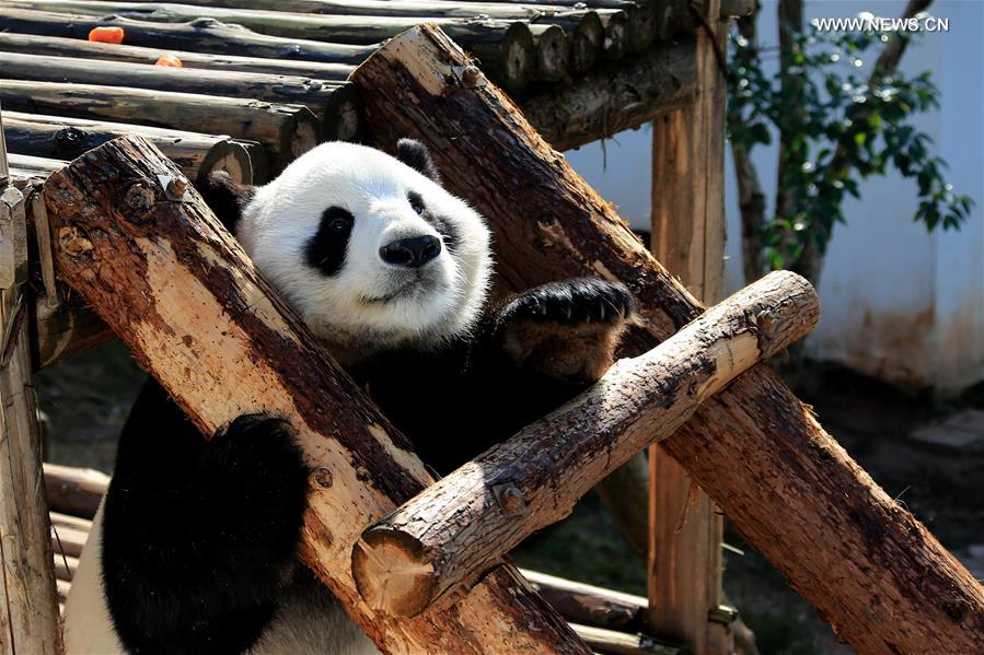 #CHINA-ANHUI-GIANT PANDA (CN) 