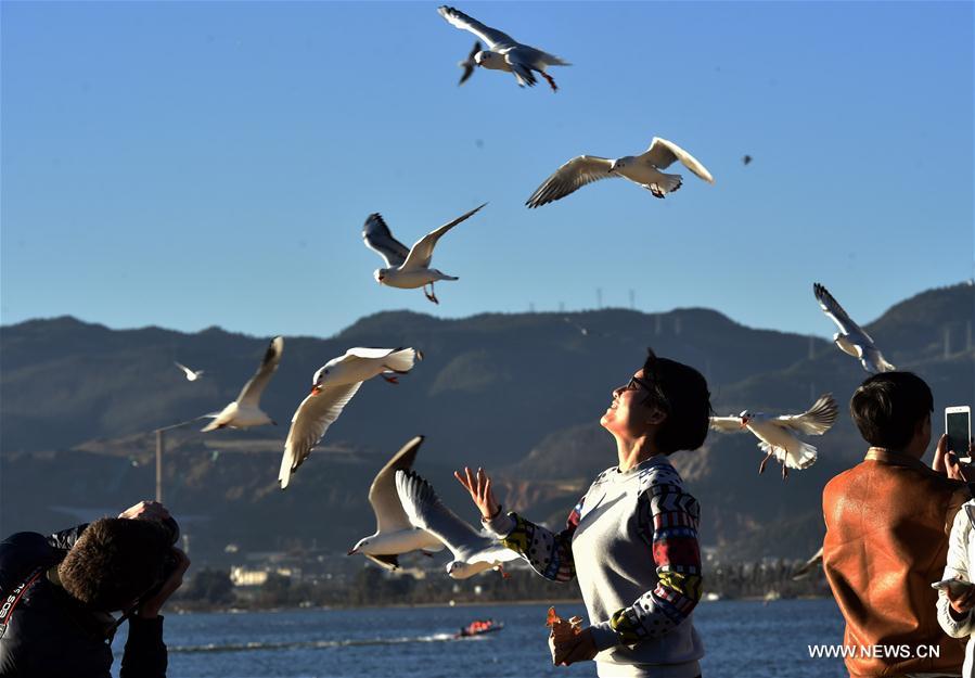 Many people on Sunday went to the Dianchi Lake to view black-headed gulls and enjoy sunshine. 