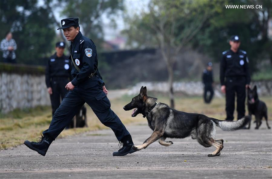 CHINA-GUANGXI-POLICE DOG-TRAINING (CN)