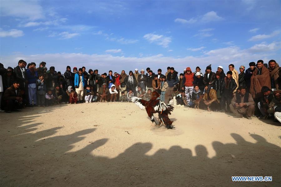 Afghan men watch cockfighting in Ghanzi
