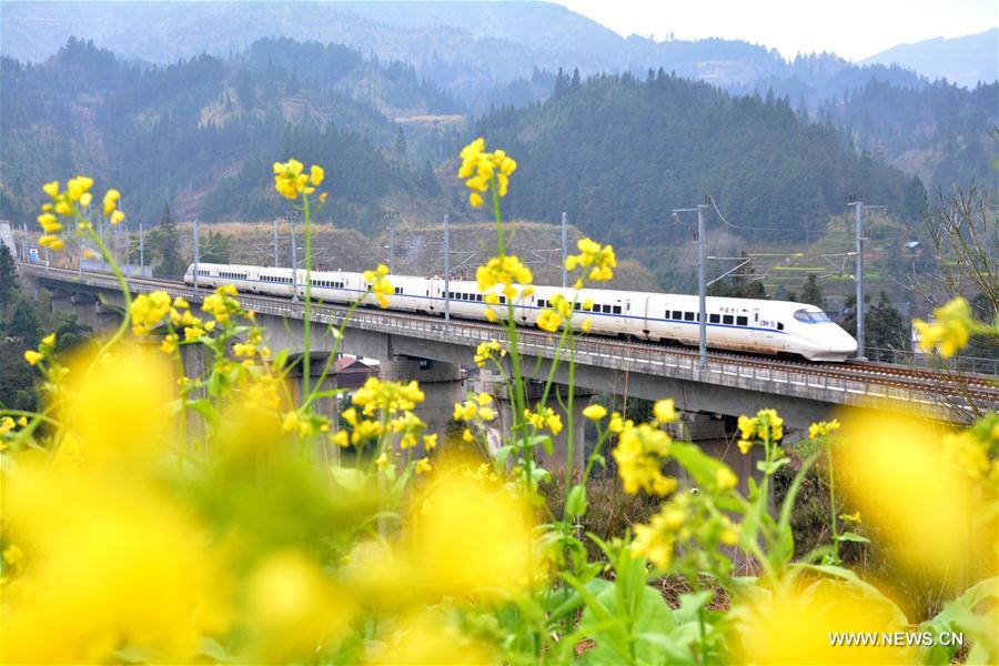 A bullet train of the Guiyang-Guangzhou railway passes through rape flowers fields in Rongjiang County, southwest China's Guizhou Province, Jan. 14, 2017. (Xinhua/Liu Yinjin) 