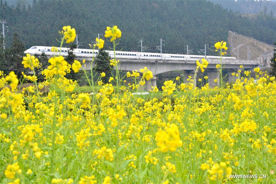 A bullet train of the Guiyang-Guangzhou railway passes through rape flowers fields in Rongjiang County, southwest China's Guizhou Province, Jan. 14, 2017. (Xinhua/Liu Yinjin) 
