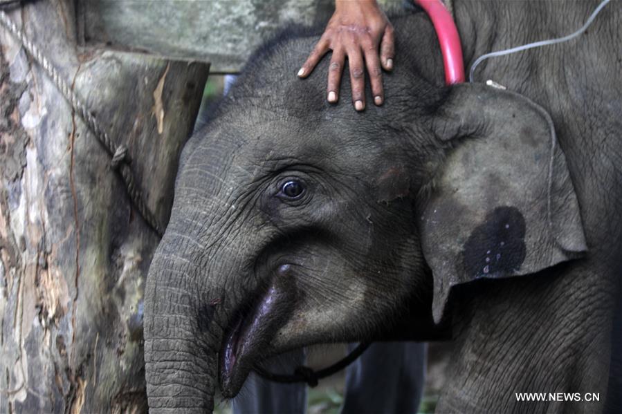 INDONESIA-ACEH-SUMATRAN BABY ELEPHANT