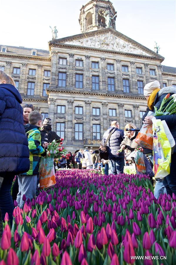 More than 200,000 tulips are displayed at Dam Square in Amsterdam on Saturday. This annual event marks the start of the tulip season in the Netherlands.