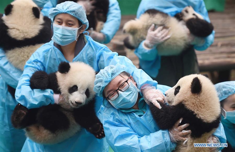 Giant panda cubs and their keepers attend an event to celebrate upcoming Chinese New Year in Chengdu Research Base of Giant Panda Breeding in Chengdu, capital city of southwest China's Sichuan Province, Jan. 20, 2017. A total of 23 cubs born in the base in 2016 were seen on Friday's event. (Xinhua/Xue Yubin) 