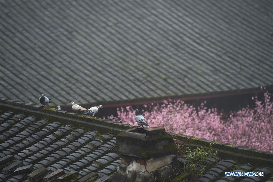 Pigeons and plum blossoms are seen at the Linyang temple in Fuzhou, capital of southeast China's Fujian Province, Jan. 20, 2017. (Xinhua/Song Weiwei) 