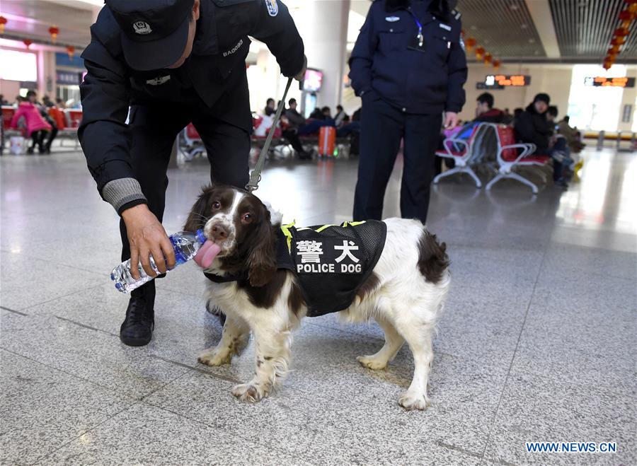 Trainer Yang Naiwen feeds water to police dog Tiehu at the Hefei Railway Station in Hefei, capital of east China's Anhui Province, Jan. 24, 2017. Many police dogs are on duty during China's Spring Festival travel rush between Jan. 13 and Feb. 21. This is the 7th time for Tiehu, an 8-year-old sniffer dog, to serve the travel rush around the Spring Festival, which falls on Jan. 28 this year. (Xinhua/Guo Chen) 