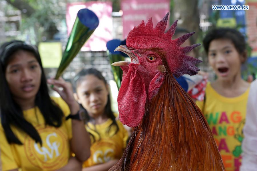 PHILIPPINES-MALABON CITY-CHINESE NEW YEAR-ROOSTER-EXHIBITION