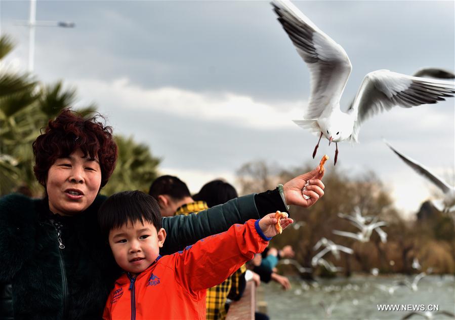 Tourists watch black-headed gulls at the Dianchi Lake in Kunming, capital of southwest China's Yunnan Province, Jan. 31, 2017. 