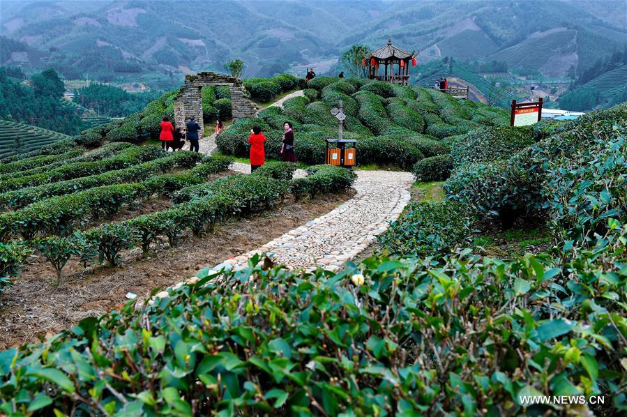 Tourists visit a tea plantation during Chinese Lunar New Year holiday in Houtang Village of Xiaoqiao Township in Jian'ou, southeast China's Fujian Province, Jan. 31, 2017. (Xinhua/Zhang Guojun) 