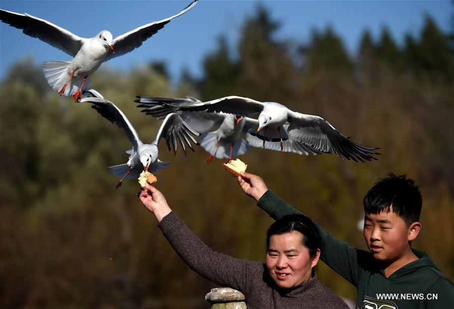  Tens of thousands of black-headed gulls fly to Kunming from northern China every winter in the past 32 years.