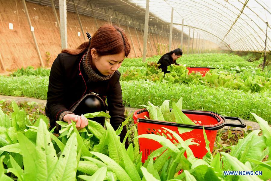 #CHINA-FARM WORK-BEGINNING OF SPRING (CN)