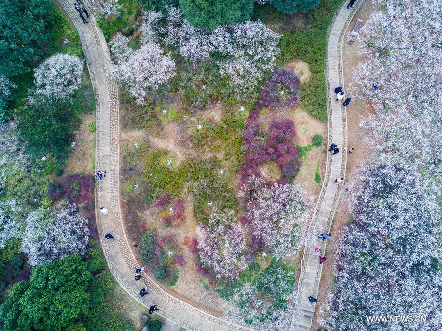 Aerial photo taken on Feb. 4, 2017 shows plum blossoms blooming all over the Chaoshan Scenic Spot in Hangzhou, capital of east China's Zhejiang Province. 