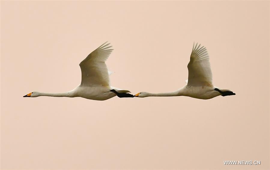 Migratory swans came from the Siberia in winter in the Sanmenxia Yellow River wetland. 