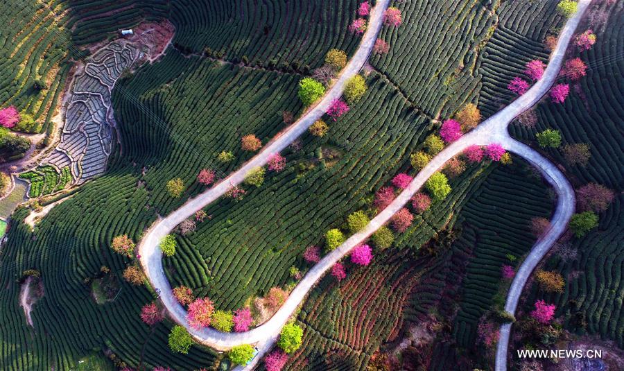 Photo taken on Feb. 9, 2017 shows cherry blossoms and tea plantation in Yongfu Town of Zhangping City, southeast China's Fujian Province.