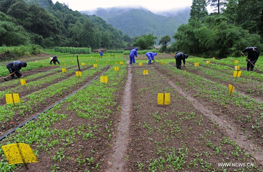 Rural per capita disposable income reached 22,866 yuan in 2016, according to Survey Office of the National Bureau of Statistics in Zhejiang. 