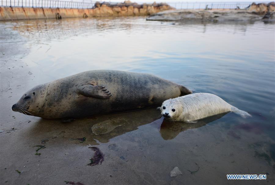 A newborn spotted seal cub is seen at the Dongpaotai Scenic Area in Yantai, east China's Shandong Province, Feb. 14, 2017. A female spotted seal cub named Lan Lan was born here on Feb. 3.
