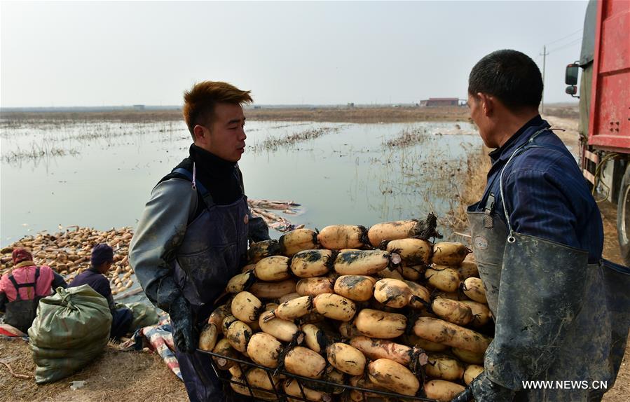 Local people started the laborious work to collect lotus roots recently as the harvest season came.