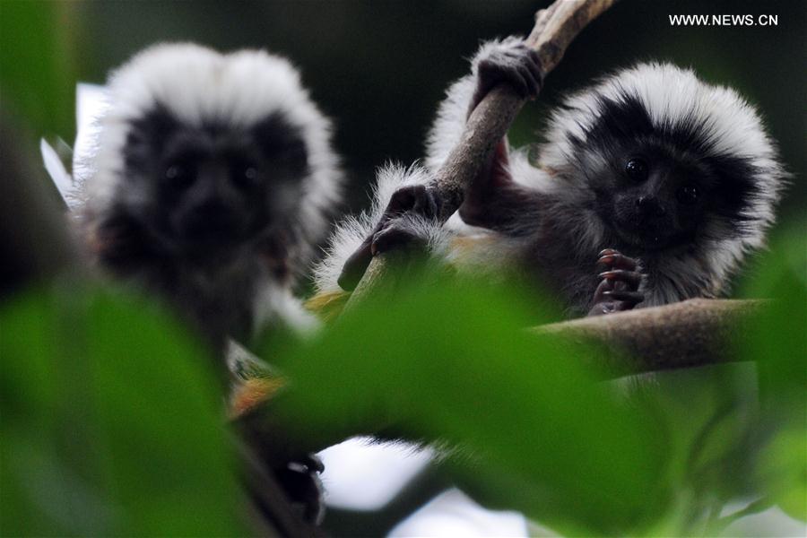 A pair of baby cotton-top tamarins explore their surroundings at the Singapore Zoo on Feb. 15, 2017. 