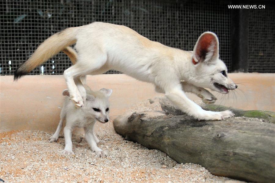 A pair of fennec fox cubs run around in a sand pit at the Night Safari in Singapore, on Feb. 15, 2017.