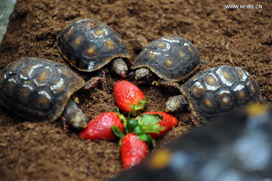 A group of juvenile red-footed tortoises feeds on strawberries at the Singapore Zoo on Feb. 15, 2017. 