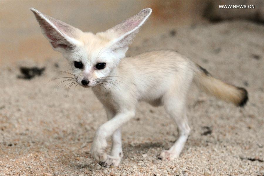 A fennec fox cub plays in a sand pit at the Night Safari in Singapore, on Feb. 15, 2017. 
