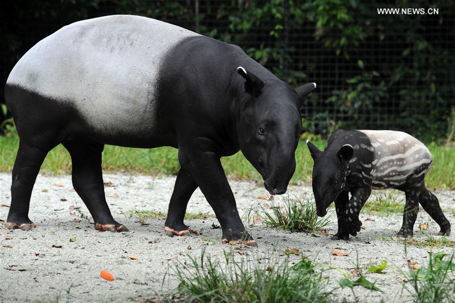 A baby Malayan tapir stays in its enclosure at the Night Safari in Singapore, on Feb. 15, 2017. 