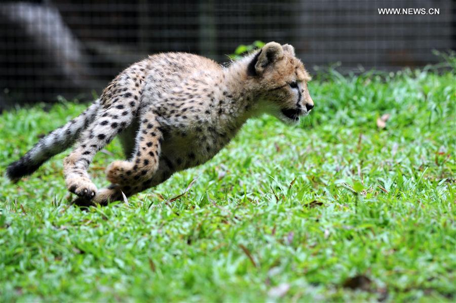 A cheetah cub named 'Deka' runs around in its enclosure at the Singapore Zoo on Feb. 15, 2017.