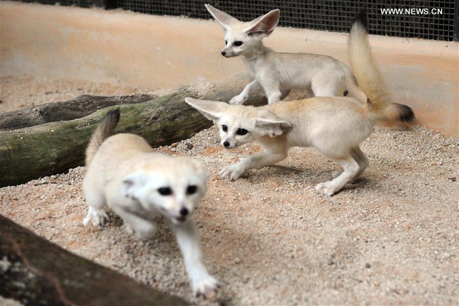 A trio of fennec fox cubs run around in a sand pit at the Night Safari in Singapore, on Feb. 15, 2017. 