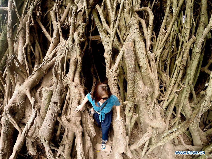 THE PHILIPPINES-AURORA PROVINCE-BALETE TREE