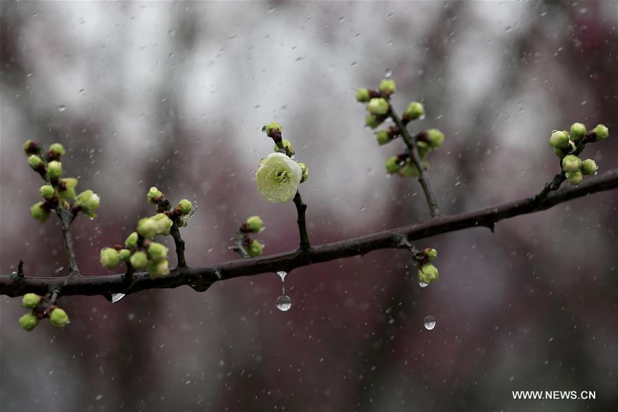 Photo taken on Feb. 16, 2017 shows a plum blossom in the rain at a park in Xuyi County, east China's Jiangsu Province. (Xinhua/Zhou Haijun) 
