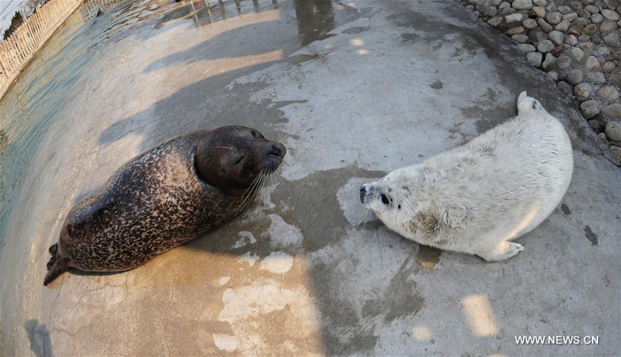 A newborn spotted seal cub is seen at Baxianguohai scenic area in Penglai City, east China's Shandong Province, Feb. 18, 2017. Four spotted seal cubs were born here this months. (Xinhua/Chu Yang) 