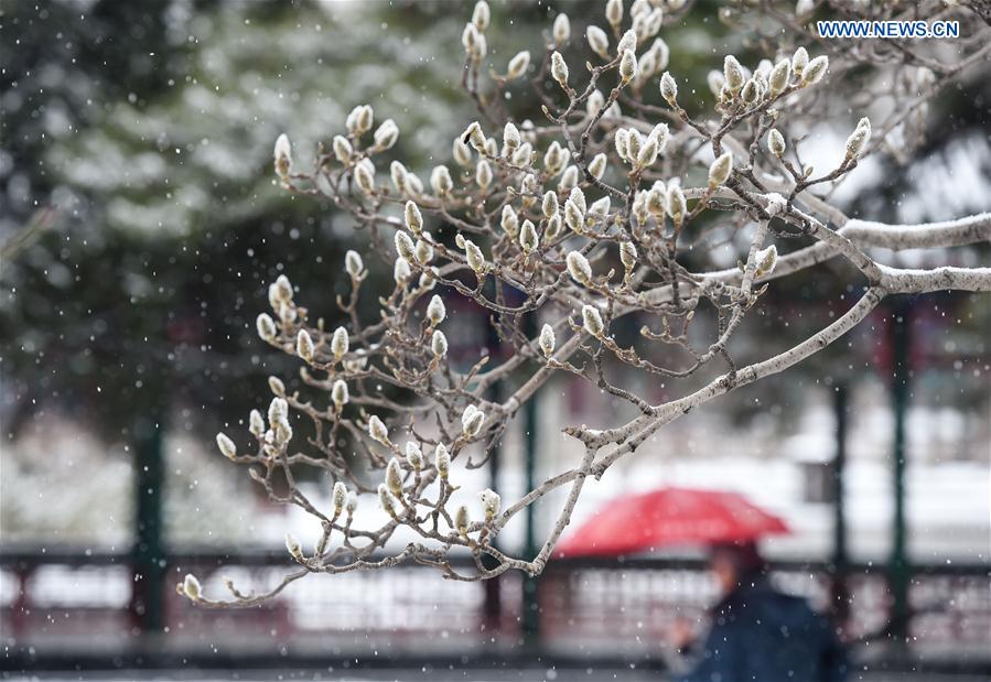 Flower buds are covered by snow at Zhongshan Park in Beijing, capital of China, Feb. 21, 2017. 