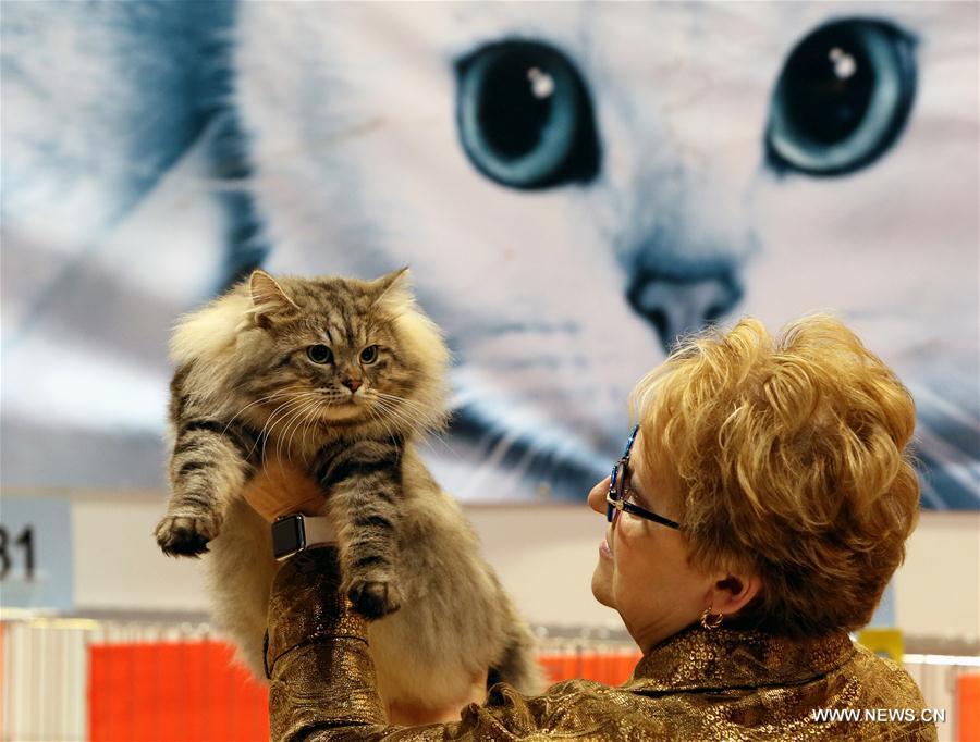More than 300 cats were displayed in the competition of the cat show on Saturday