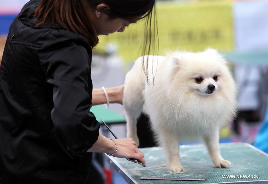 A pet beautician works in a dog beauty contest during the 2017 Pet Show at the Convention and Exhibition Center in Hong Kong, south China, Feb. 25, 2017.
