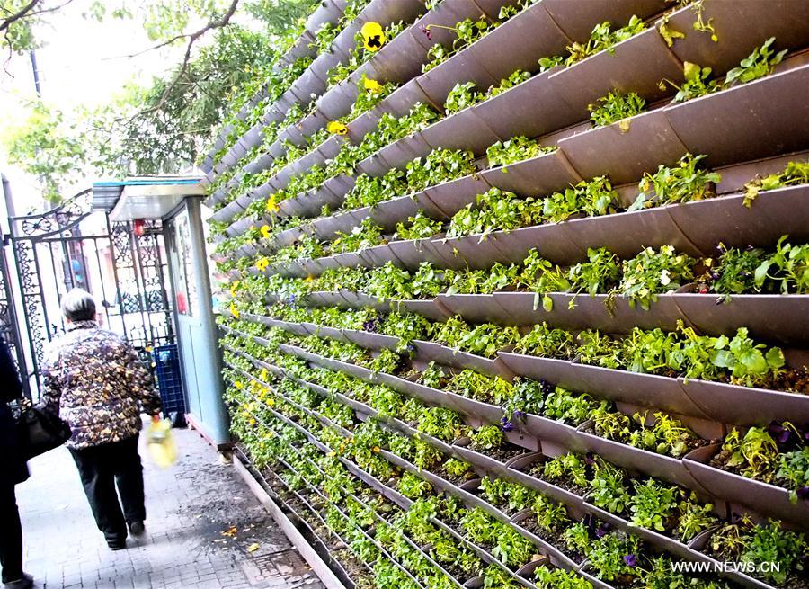 Plants are placed to make green corridors in the alleys in Tianzifang of east China's Shanghai, Feb. 25, 2017.
